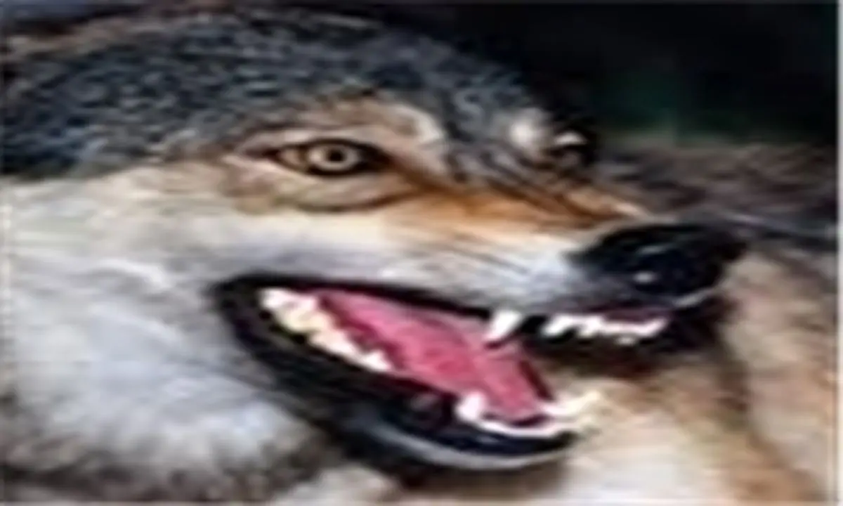 گرگ 3 نفر را در نزدیک زنجان زخمی کرد/ گرگ توسط جوان 32 ساله کشته شد