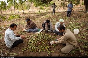 شهرستان تویسرکان قطب تولید گردو و پایلوت اصلاح باغات گردو در کشور است