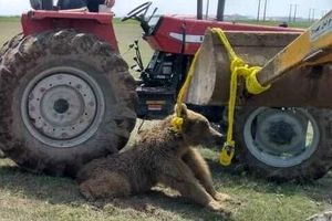 یک خرس قهوه‌ای بر اثر ضرب و جرح در اردبیل تلف شد

