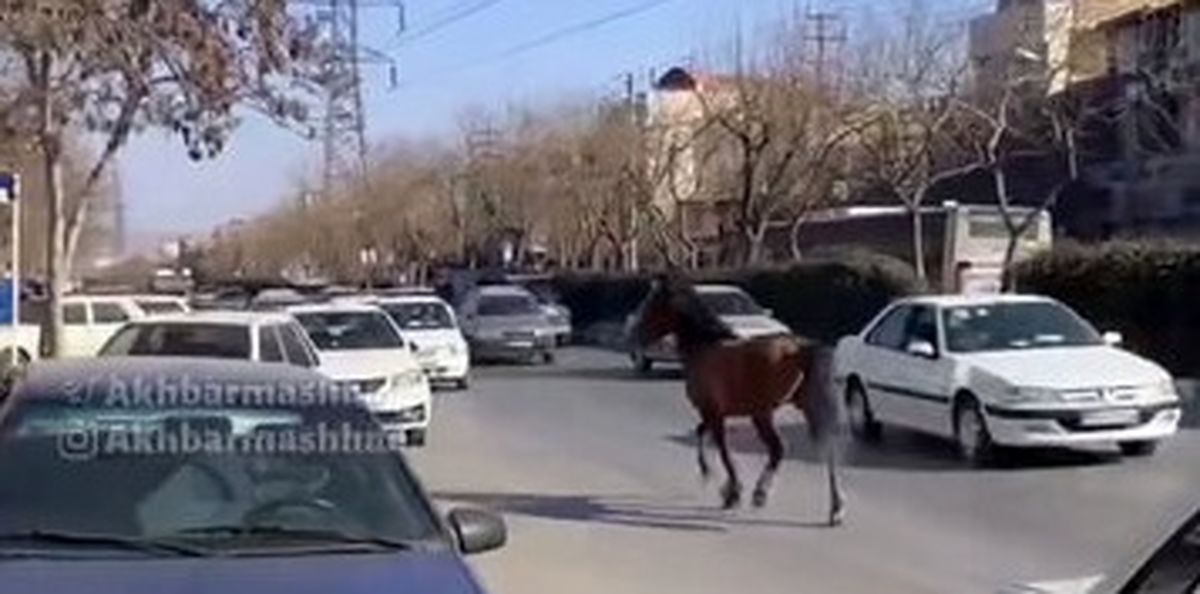 ماجرای عجیب اسب های سرگردان در مشهد/ ویدئو