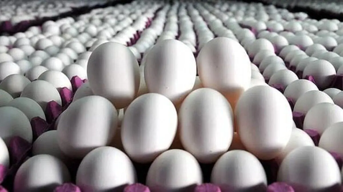 قیمت تخم مرغ بسته ۹ عددی چند؟