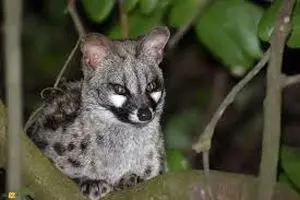 مُشکین‌گربه؛ حیوانی بامزه با حرکاتی شبیه میمون ها/ ویدئو