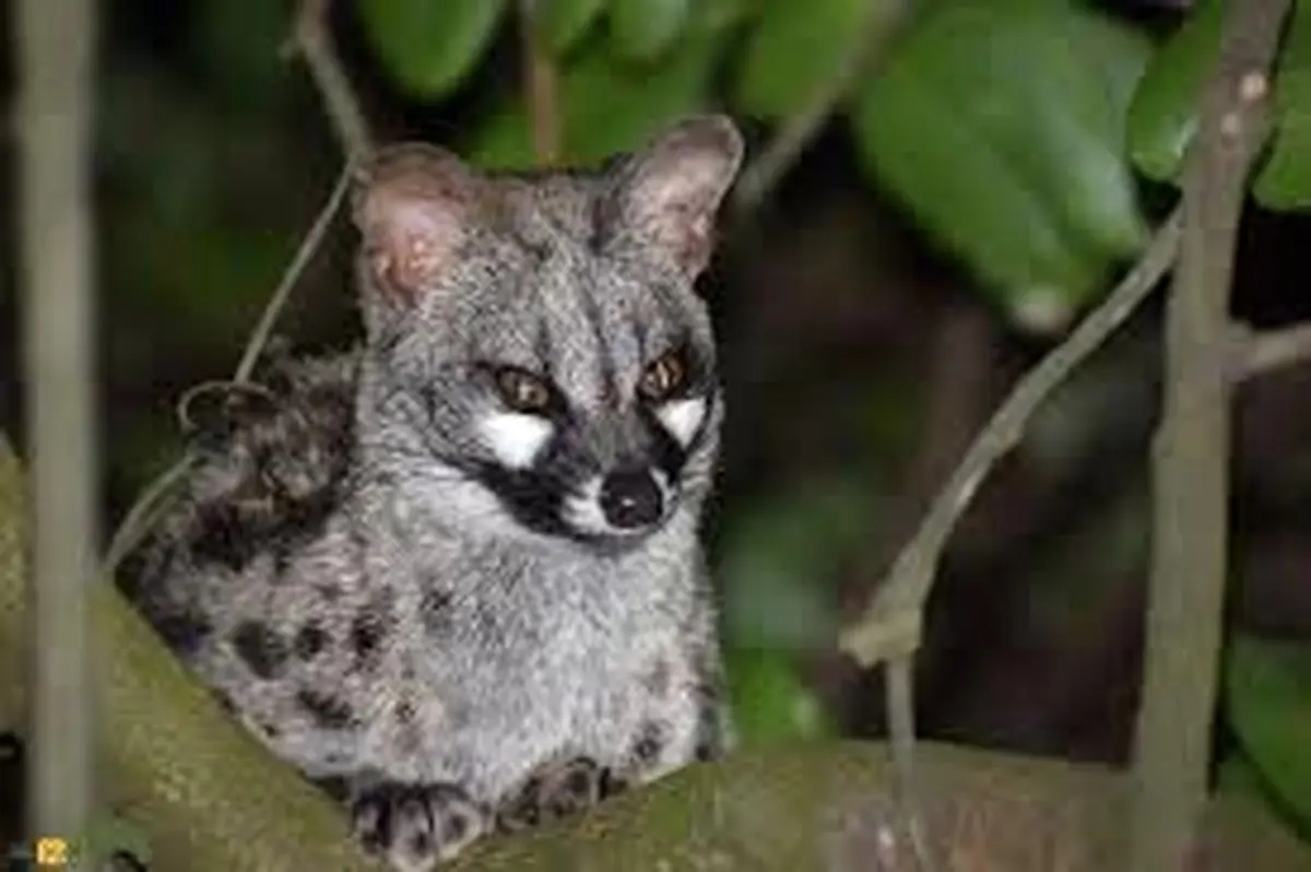 مُشکین‌گربه؛ حیوانی بامزه با حرکاتی شبیه میمون ها/ ویدئو