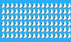 تست بینایی/ مرغ دریایی متفاوت را فقط در 8 ثانیه پیدا کنید