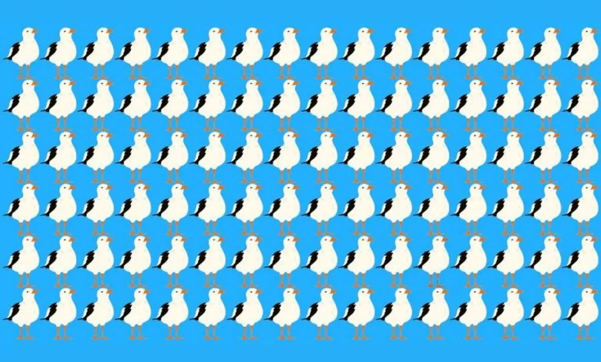 تست بینایی/ مرغ دریایی متفاوت را فقط در 8 ثانیه پیدا کنید