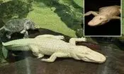 تمساح آلبینوی محبوب آمریکایی ها تلف شد