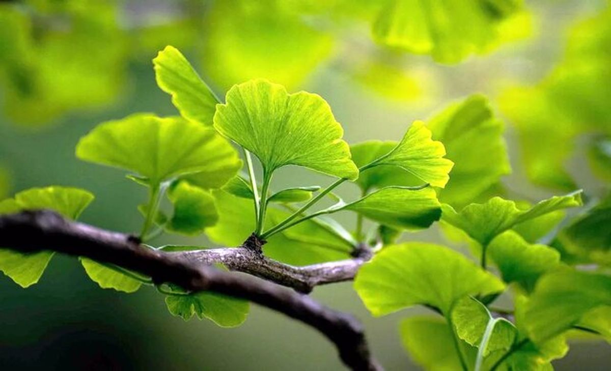 برگ درختی که از لخته شدن خون پیشگیری میکند