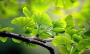 برگ درختی که از لخته شدن خون پیشگیری می‌کند