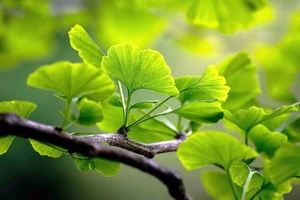 برگ درختی که از لخته شدن خون پیشگیری می‌کند