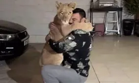 توله شیر امیر علی اکبری در پارک ارم تلف شد