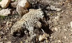 مشاهده لاشه یک قلاده پلنگ در ارتفاعات خسرویه فاروج