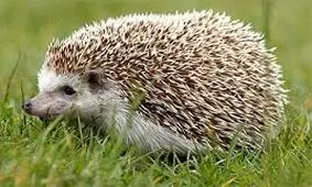 جوجه‌تیغی کوچک راه فرار هوشمندانه‌ای پیدا کرد/ ویدئو