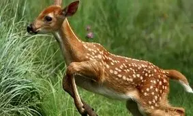 شکار آهو با موتور سیکلت 