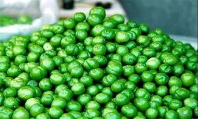 نرخ نوبرانه گوجه سبز؛ ۷۰۰ هزار تا ۲ میلیون تومان