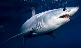 مرگ تکان‌دهندۀ یک کوسه‌ در «دمپایی»