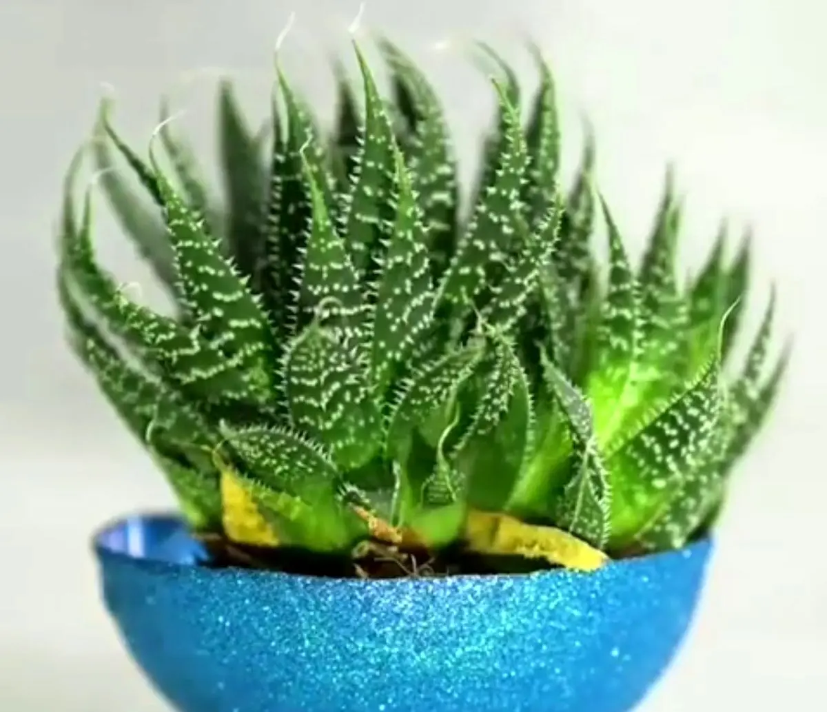 ایده کاربردی تزیین گلدان