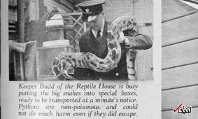 حیواناتی که قربانی جنگ جهانی شدند