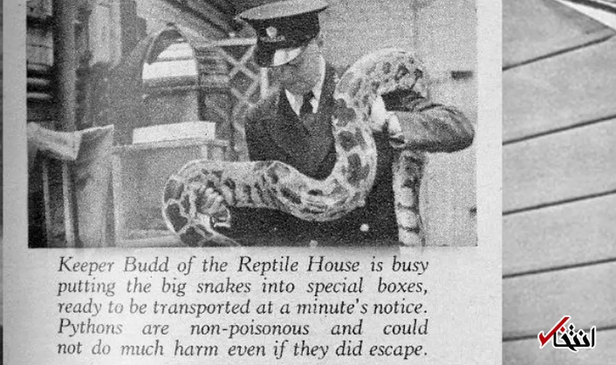 حیواناتی که قربانی جنگ جهانی شدند