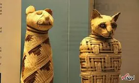 همه چیز درباره گربه های مومیایی