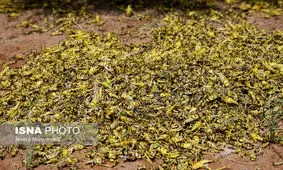 موج دوم ملخ صحرایی در راه