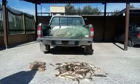 کشف و ضبط ۲۱ قطعه ماهی و ۱ رشته تور ماهیگیری از متخلف صید ماهی