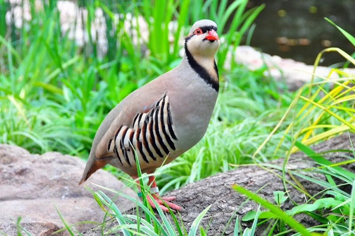 شکارچی کبک در مهاباد دستگیر شد
