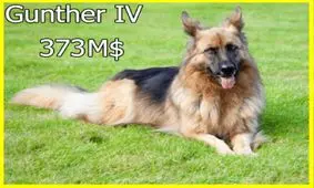 باورنکردنی؛ یک سگ نزدیک به 400 میلیون دلار ثروت دارد