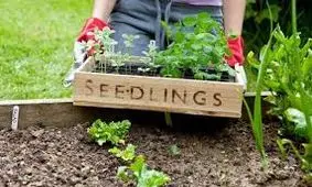 تناسب اندام با باغبانی و کاشت گل در باغچه های خانگی