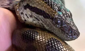 ماری که بدون جفت نر، تولید مثل کرد!