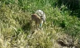 کشف یک راس بره وحشی در یک منزل مسکونی در دورود