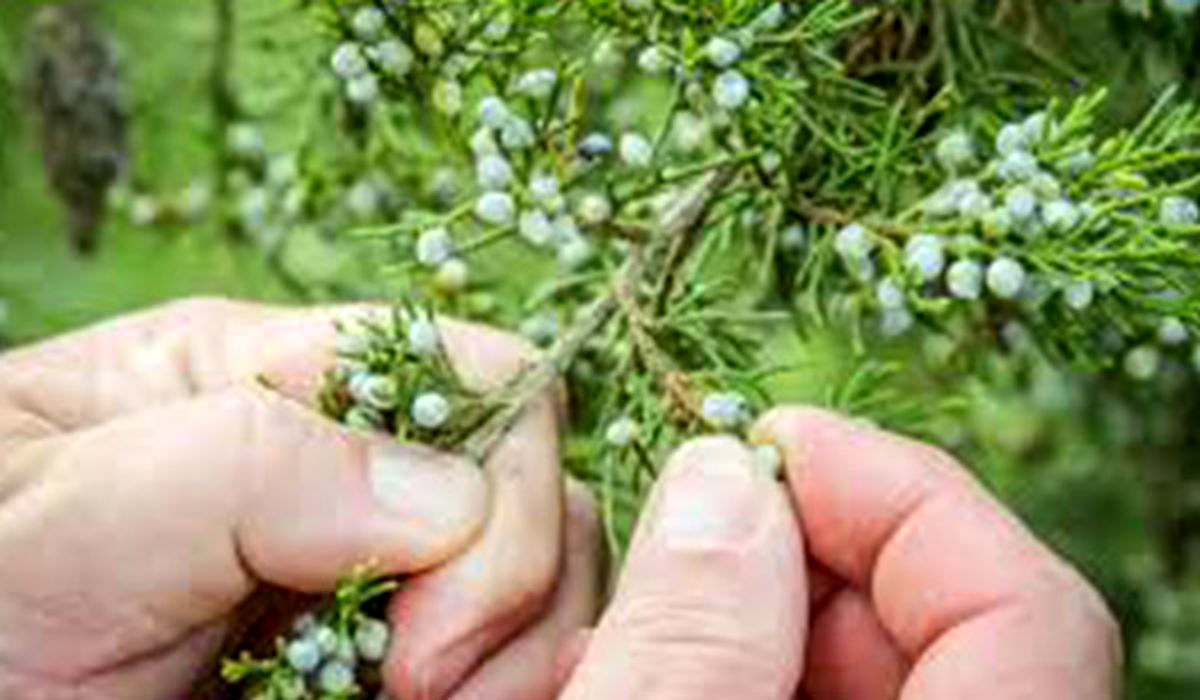 خواص گیاه ابهل + طریقه مصرف داروی ابهل