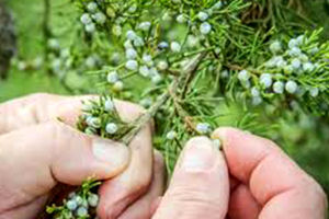 خواص گیاه ابهل + طریقه مصرف داروی ابهل