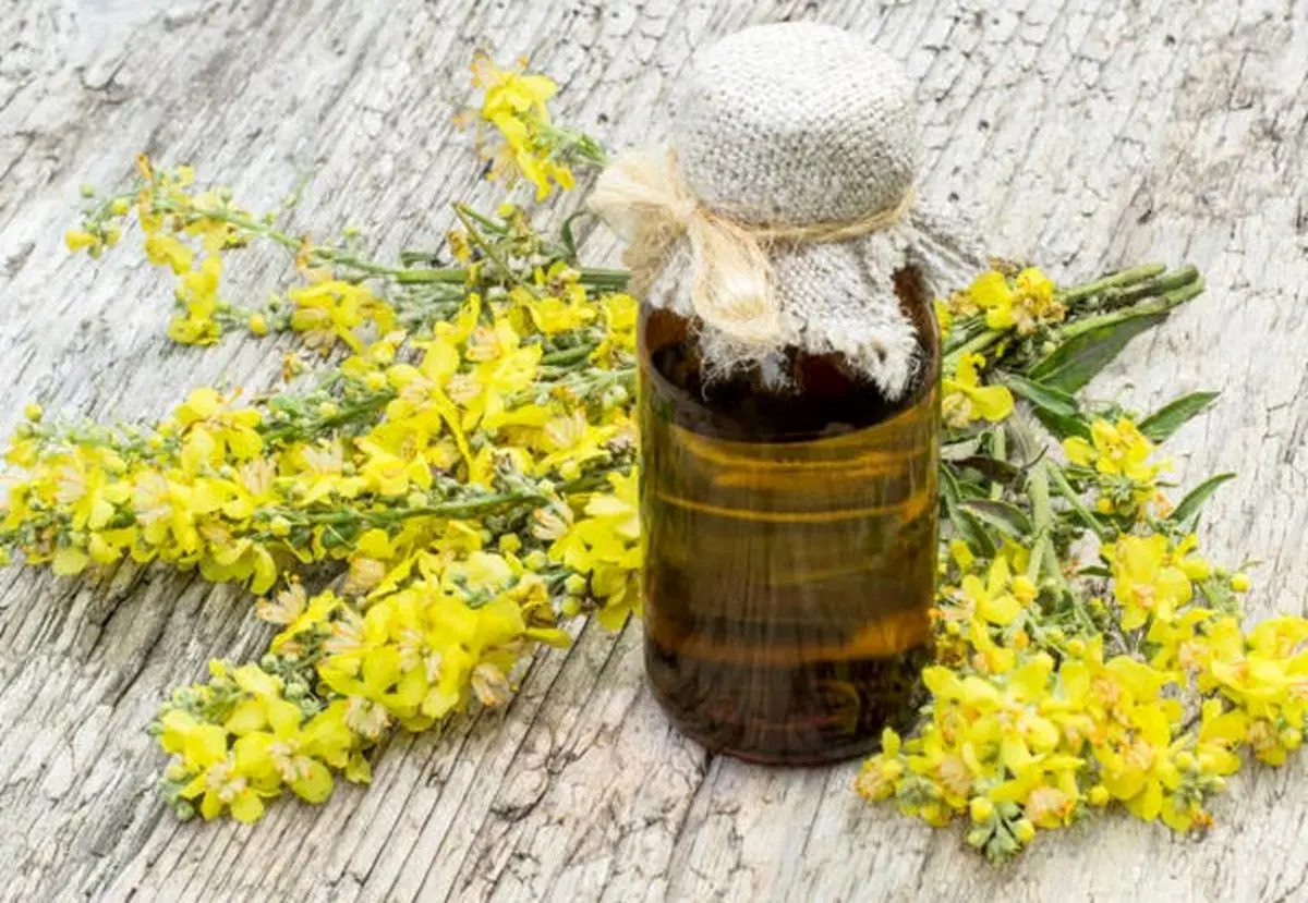 روغن خرگوشک چیست و چه تاثیری در رشد موی سر و ابرو دارد؟