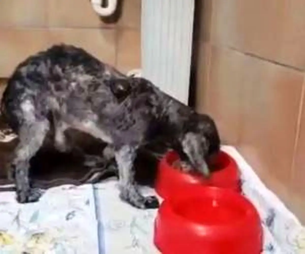 نجات سگ نابینایی که زنده زنده دفن شده بود! + عکس