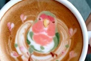 پرتره های زیبای پرندگان داخل یک فنجان قهوه + تصاویر
