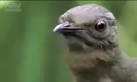 پرنده ای در استرالیا که هر صدایی را تقلید میکند!