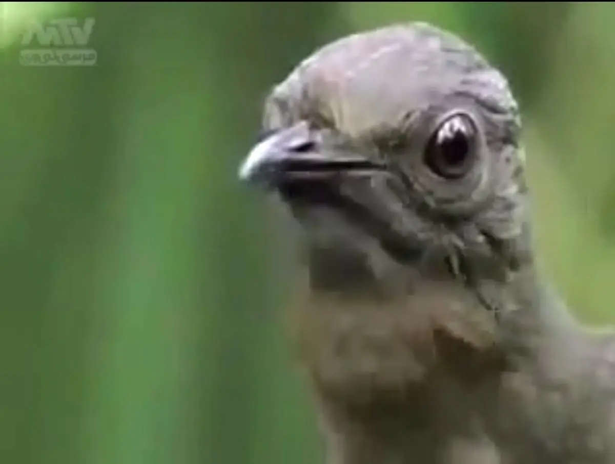 پرنده ای در استرالیا که هر صدایی را تقلید میکند!