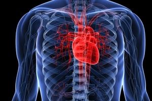 طب سنتی|گرفتگی عروق قلب را با این معجون طبیعی برطرف کنید