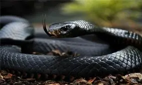 صید مار یک‌ونیم متری در منزلی در سنندج