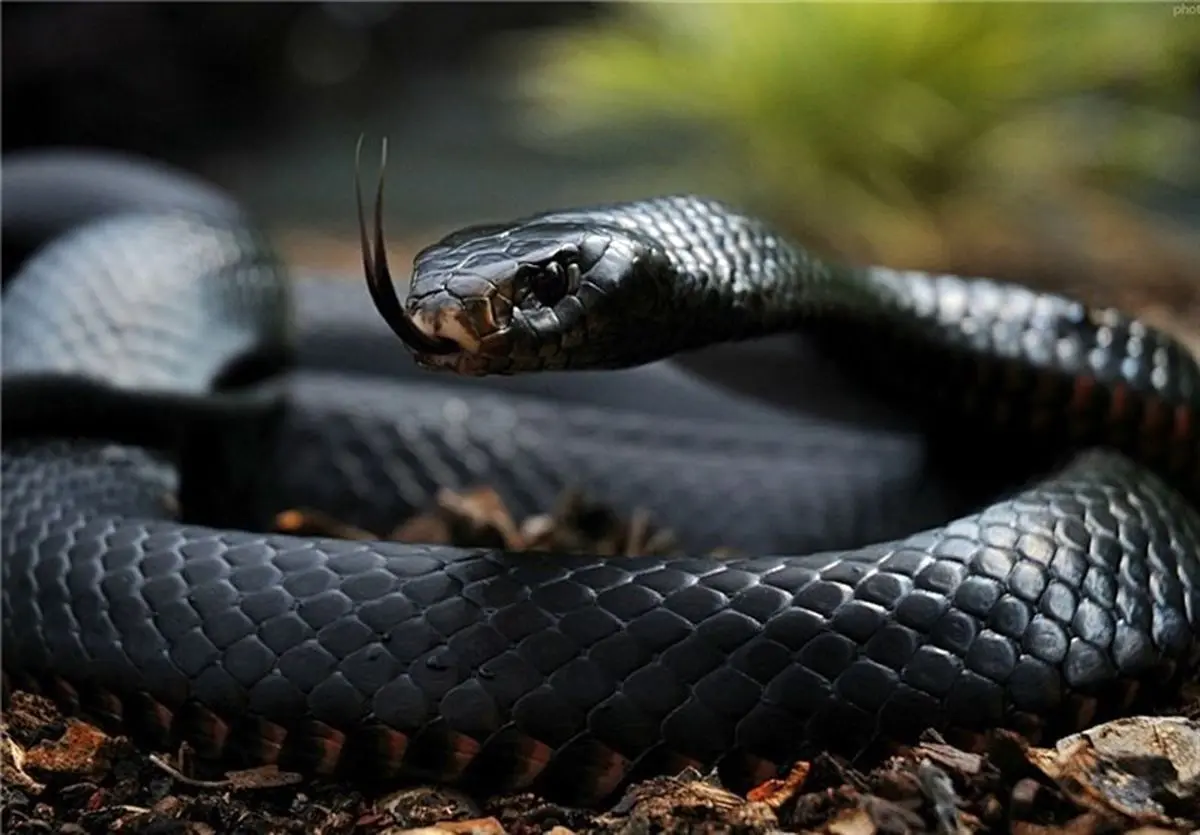 صید مار یک‌ونیم متری در منزلی در سنندج