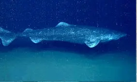 کوسه هایی که 500 سال عمر دارند!