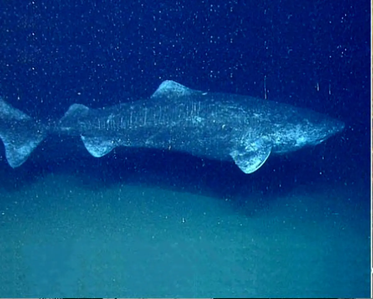 کوسه هایی که 500 سال عمر دارند!