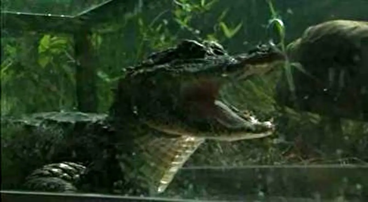 رها کردن ۱۲۰ تمساح در رود یانگ تسه + فیلم