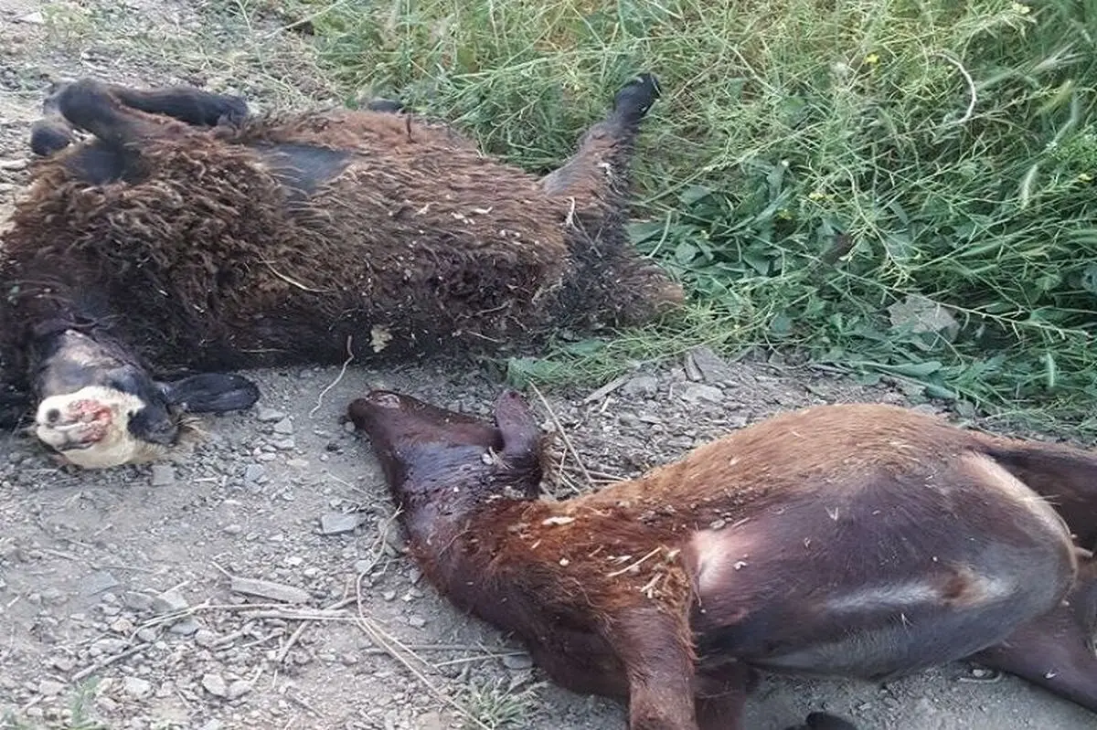 گرگ ها ۱۵ راس گوسفند را در سردشت دریدند
