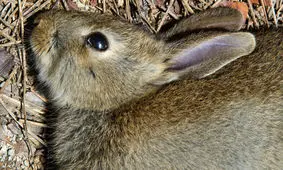 عجیب ترین هدایایی که سلبریتی‌ها دریافت کردند +تصاویر