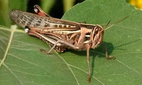 آیا هجوم ملخ‌ها به وضعیت قرمز رسید؟