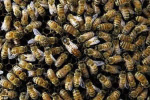 حمله زنبورهای عسل به منزل مسکونی در ملایر