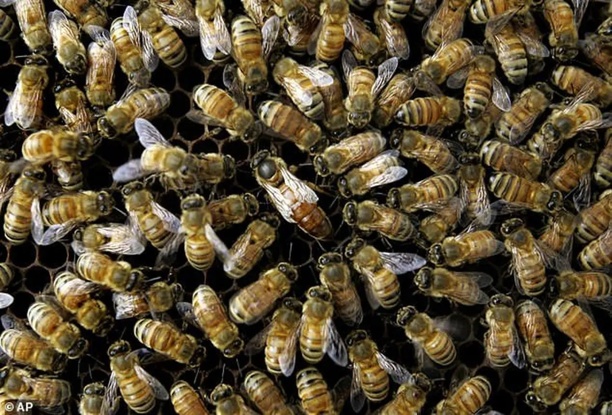 حمله زنبورهای عسل به منزل مسکونی در ملایر