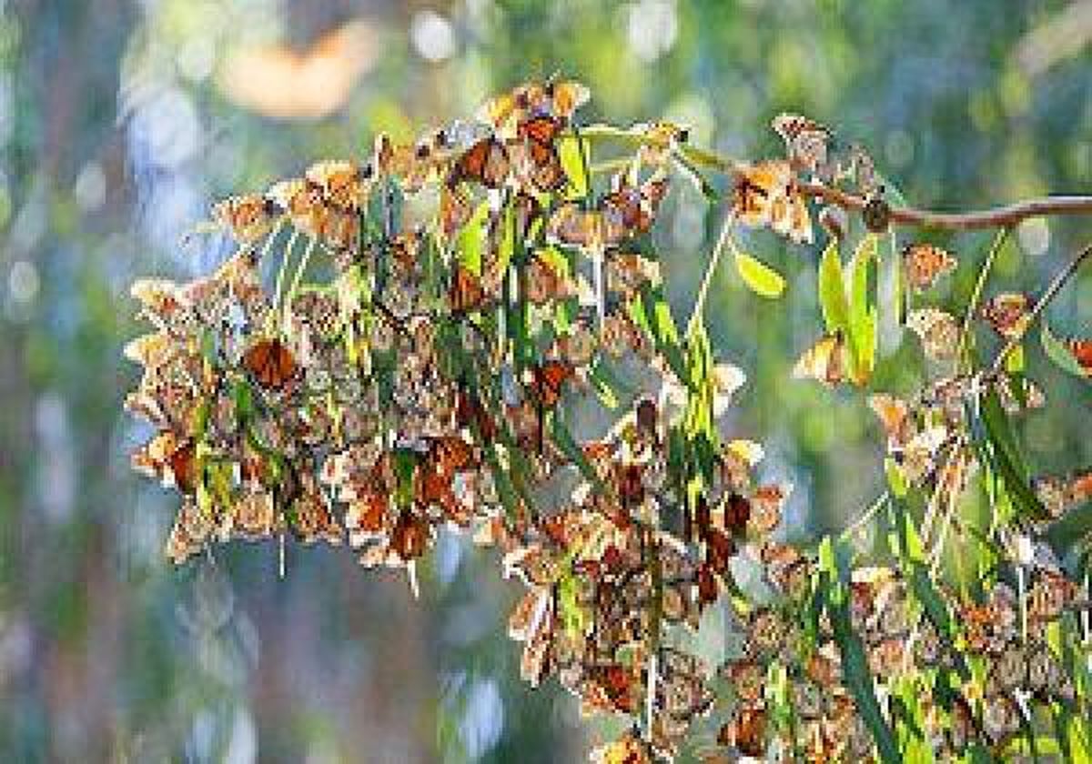 چرا پروانه‌ها در ایران اینقدر زیاد شده اند؟