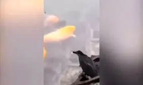 ترفند زیرکانه یک پرنده برای شکار! + فیلم